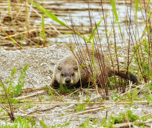 CEQA Compliance & Development Risk Assessment