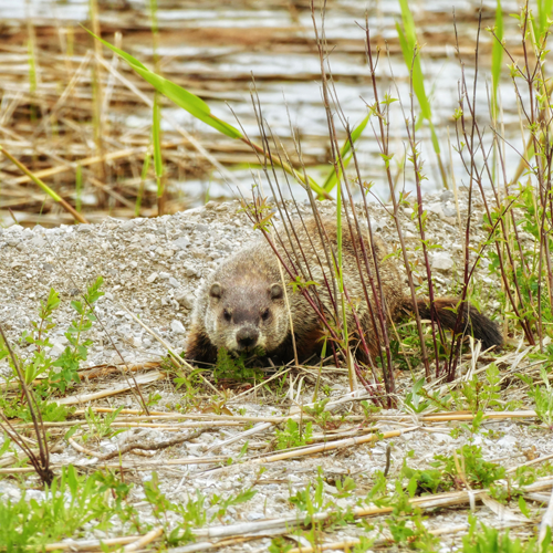 CEQA Compliance & Development Risk Assessment